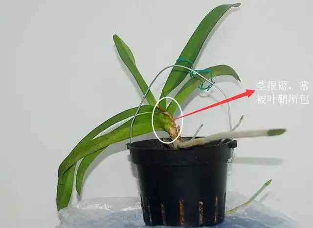 蝴蝶兰(hú dié lán)