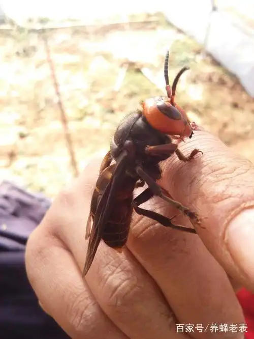 胡蜂养殖新手新手,如何第一次就饲养成功,选蜂王是关键