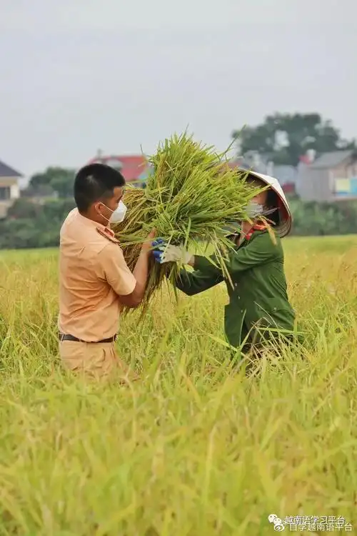 越南北江省大量农民被隔离,出现水稻无人收割,公安帮忙下地干活