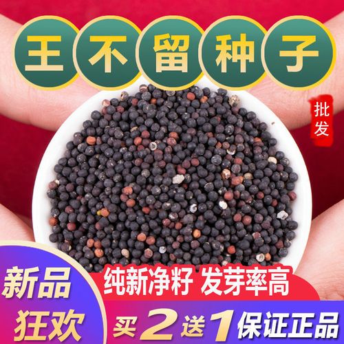 中药草种子 王不留种子 蔬菜种子 价值高 庭院易种菜籽春夏季