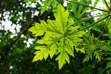 逆光角度绿色番木瓜掌状复叶