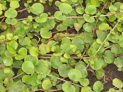 大叶金钱草正宗 大叶金钱草和小叶金钱草功效一样吗?-图片大观-奇异网