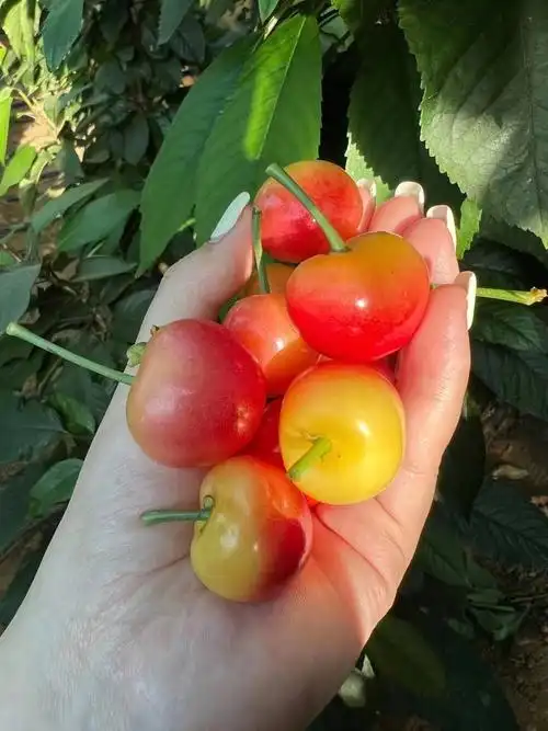 30多块钱的黄金果樱桃下树了脆甜脆甜的