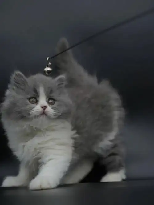 英短长毛蓝白弟弟找新家长