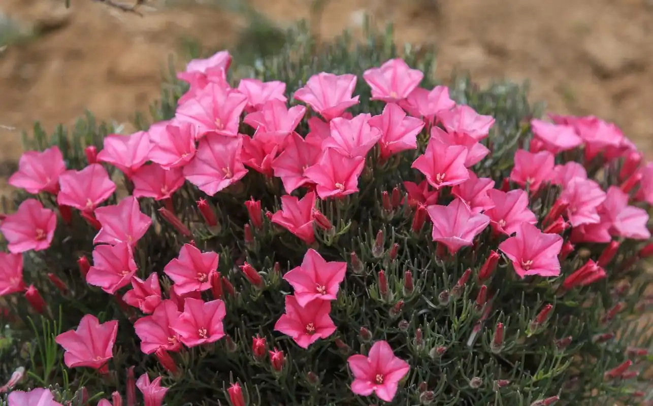 刺旋花,旋花科,旋花属匍匐有刺亚灌木,茎密集,披散垫状;小枝有刺,坚硬
