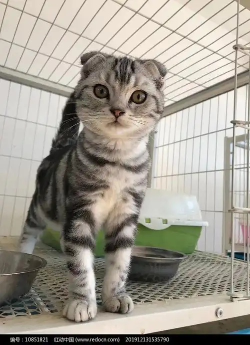 折耳虎斑猫正面