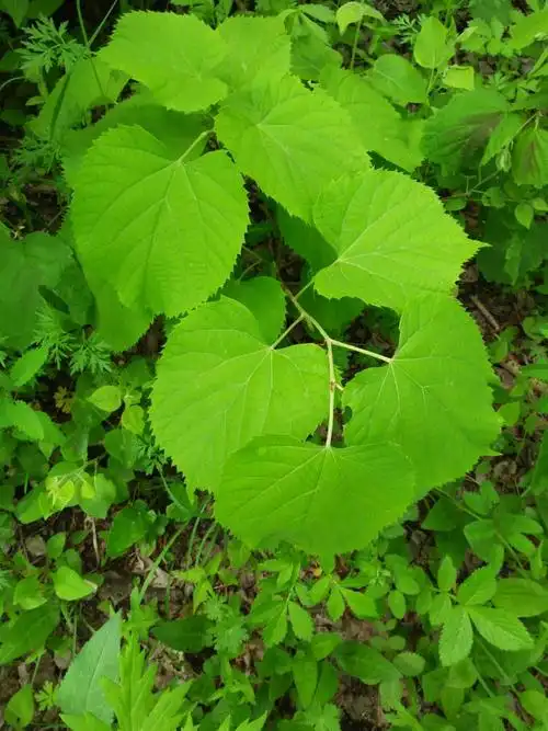 刚刚放开的椴树叶也叫甘粮叶.