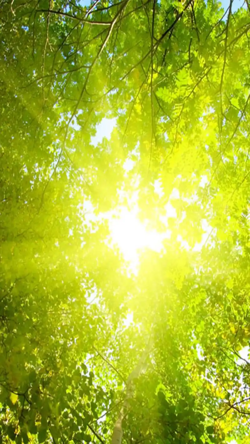 艳阳普照,湖光山色手机壁纸