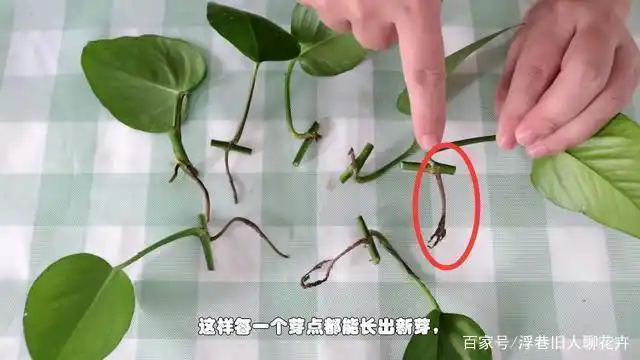 养护绿萝要学会扦插,一根枝条就能扦插一盆,生根快成活率高