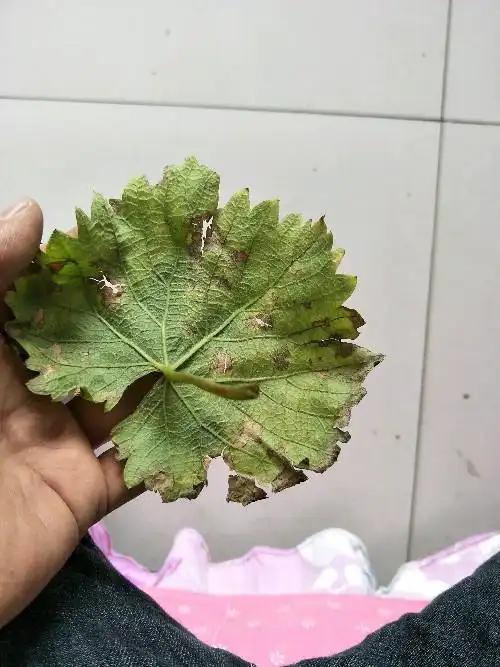 巨峰葡萄叶出问题了帮忙看看是什么病