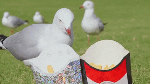 小心澳洲海鸥已被感染澳媒警告大量杀人海鸥超级病菌可致命