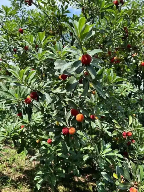 慈溪本地露天杨梅