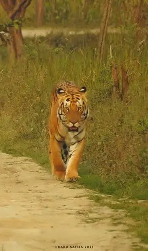 远东北亚巨虎 _ 哔哩哔哩相簿