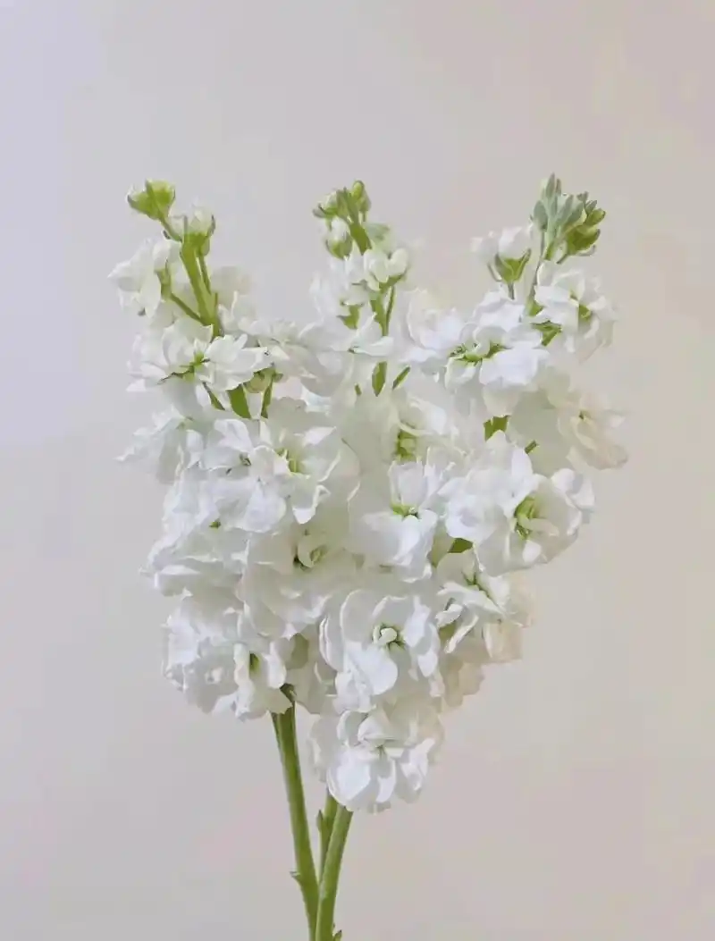 紫罗兰.名称:紫罗兰 白色紫罗兰花语:抓住幸福的机会 紫色紫 - 抖音