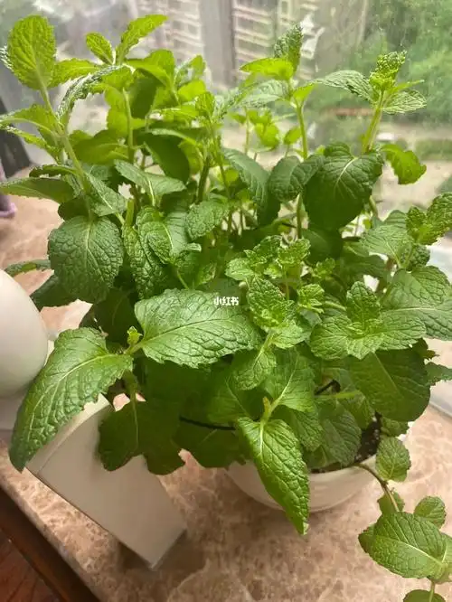 求问这是什么品种的薄荷