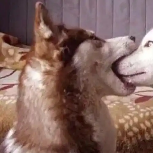 给大家分享沙雕情侣头像更新817