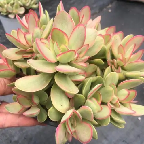 茗居园艺朝霞锦多植物实物拍摄群生木质化老桩多肉植物