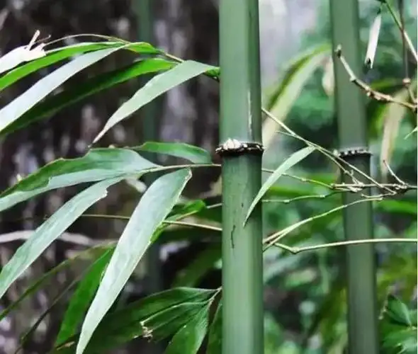 竹木牙角,竹在先——方竹