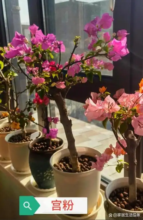 多年之后才发现,无数人吹捧的"三角梅",原来是个大"坑货"