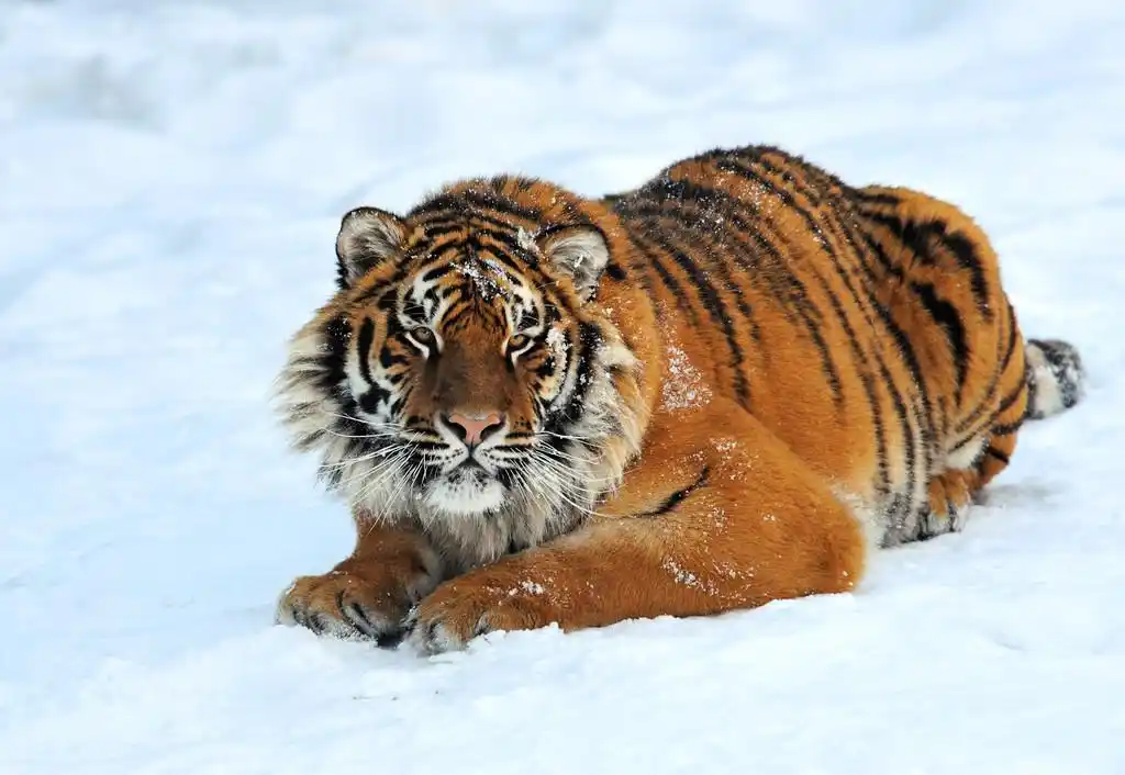 老虎在冬季,老虎在冬天在雪地里走