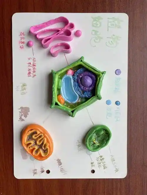 嘉兴市嘉善第二高级中学举办生物模型制作大赛