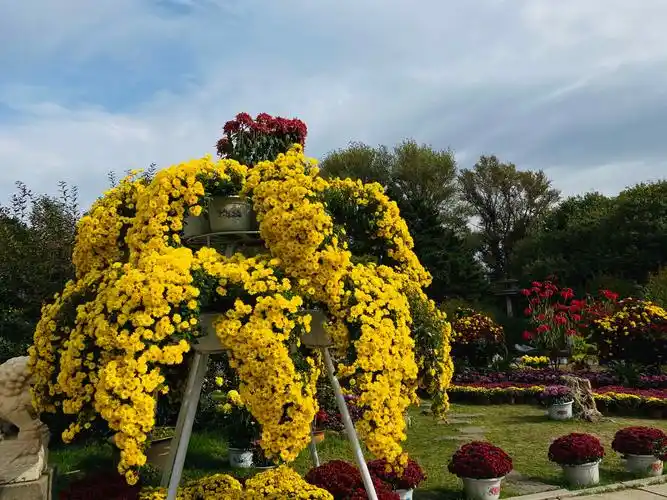 长春市儿童公园的菊花展吸引众多的市民前来观看今年的菊展造型新颖把