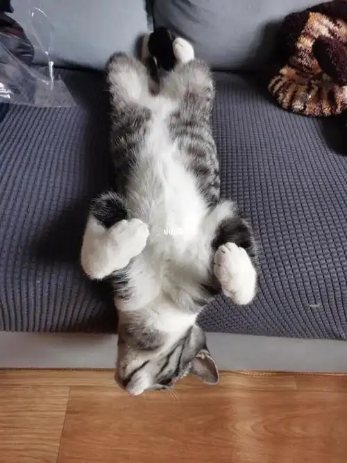 猫咪睡姿奇奇怪怪