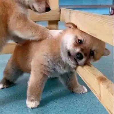 可爱动物搞怪头像