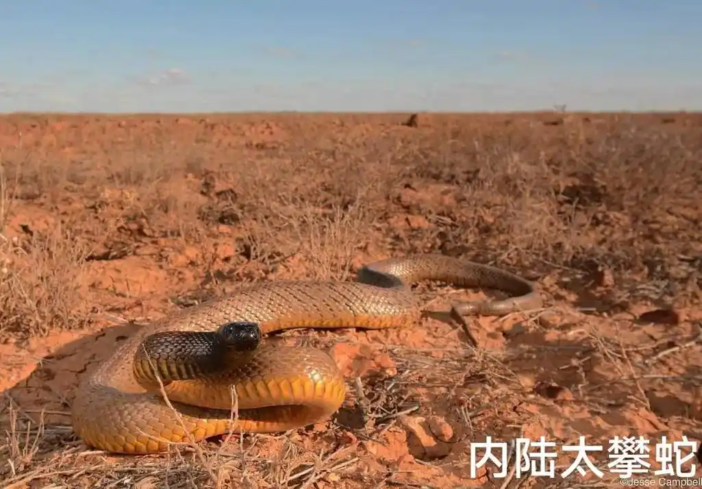 哈哈,世界毒蛇前十#毒蛇 #蛇 #钓鱼人 - 抖音