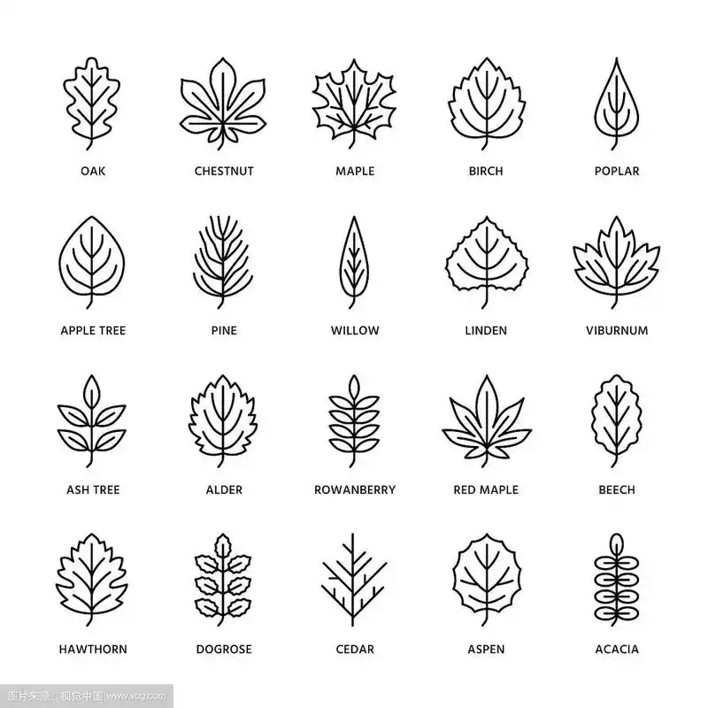 秋叶平线图标叶型花叶