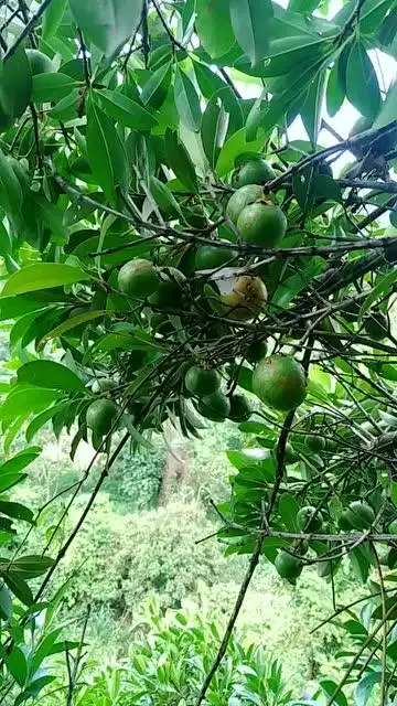 山竹,广东农村的一种野果!