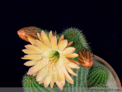 【樱子】好花常开,美景常在!