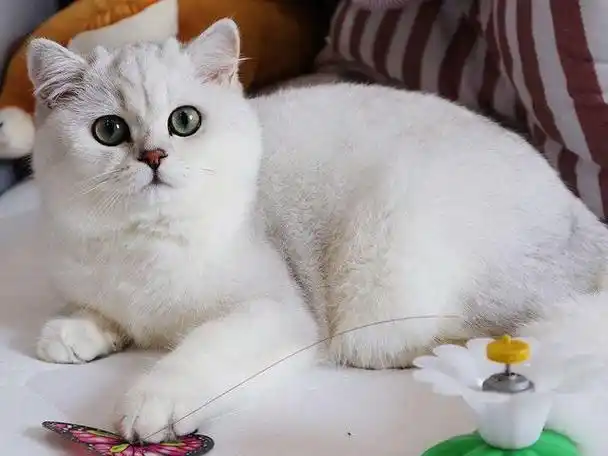 银渐层是英短中一种,很多人都会因为它的长相选择养一只,但养猫前最好