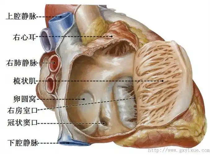 解剖生理学网络多媒体课程