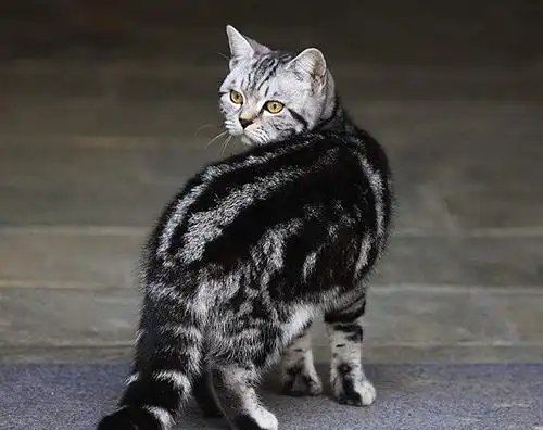 金吉拉猫抓家具怎么办 猫咪抓家具解决办法