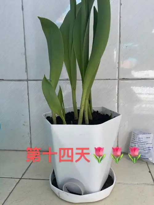 土培郁金香第十四天