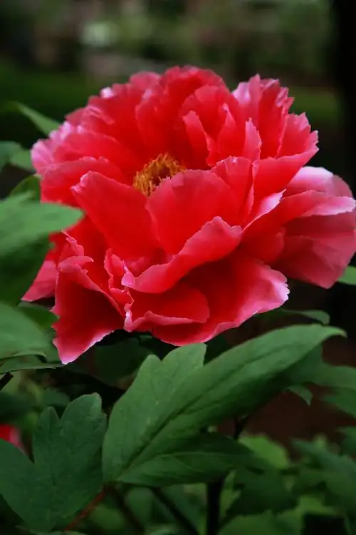 在美国的中国国花牡丹