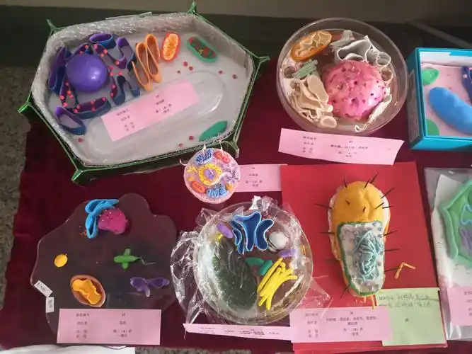 协和中学高一级细胞模型制作大赛
