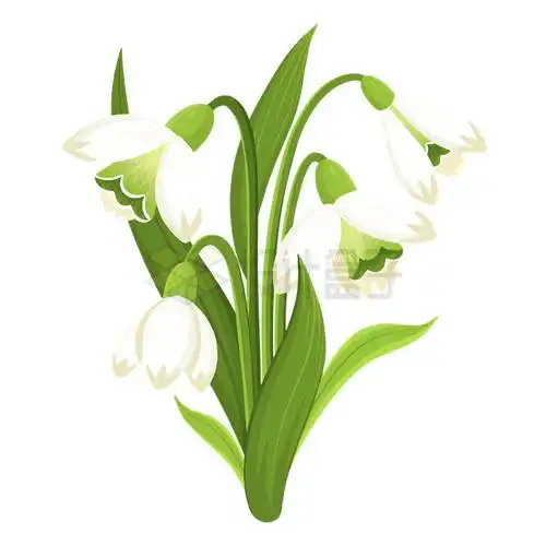 一株夏雪片莲美丽花朵观赏花插画5092073矢量图片免抠素材