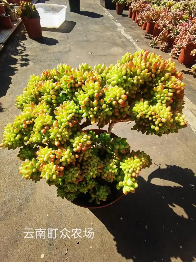 云南基地直发多肉盆栽植物花卉春萌缀化老桩办公室防辐射满38包 - 抖