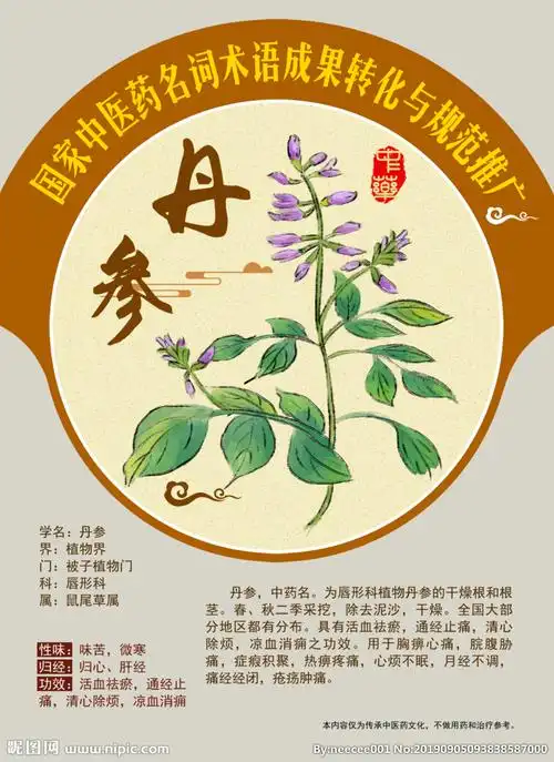 丹参 红根 大红袍 手绘中药