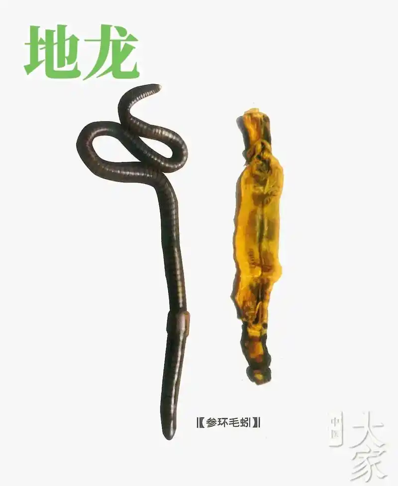 地龙(蚯蚓)为巨蚓科动物参环毛蚓或正蚓科动物背暗异唇蚓等的全 - 抖