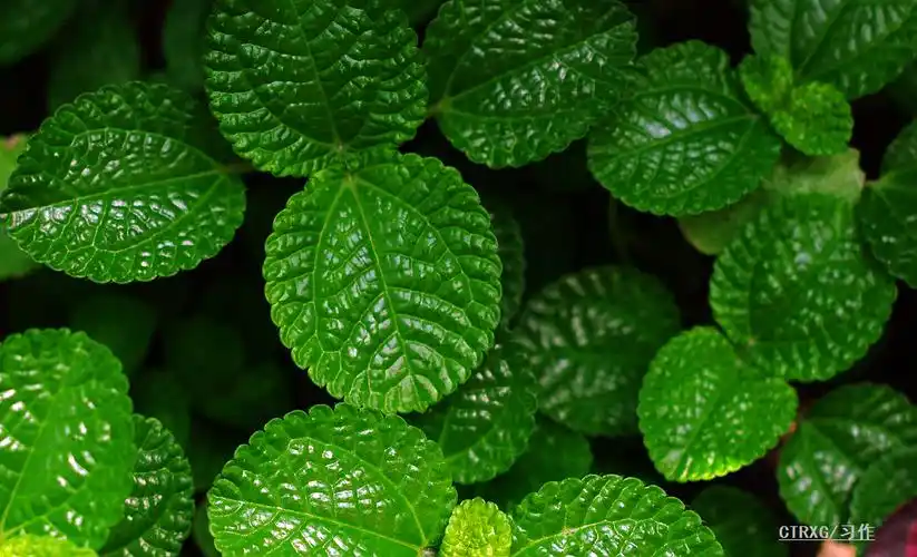 浅绿还是墨绿到底什么是宾得绿