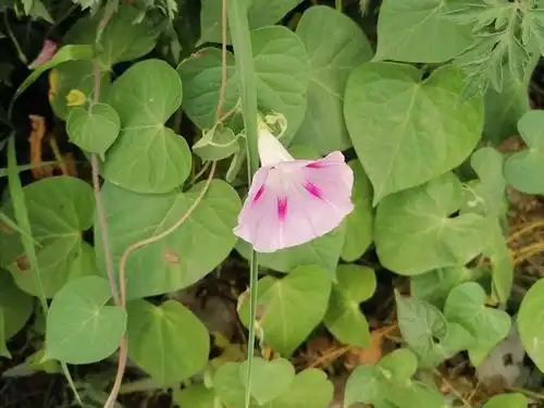 像似喇叭花的田旋花具有药物价值(四)