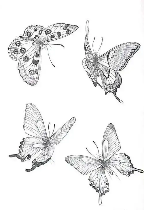 书画联盟丨蝴蝶画谱大全