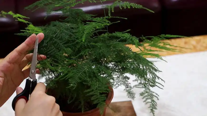 文竹怎样修剪,养护知识请看这里!