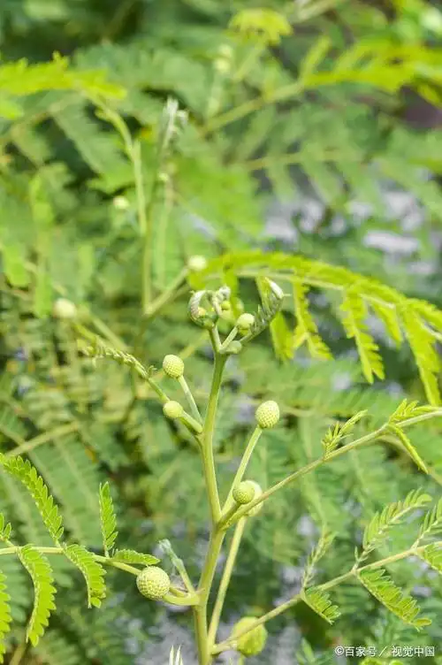 黄芪枝叶黄芪叶 (植物)华黄耆亚属:它们的叶子似羽毛状,而且还是复叶!