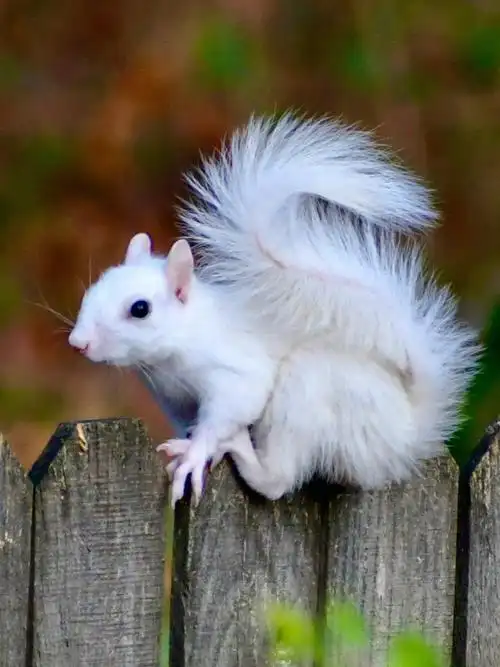 毛绒绒雪雪白的圣诞装饰