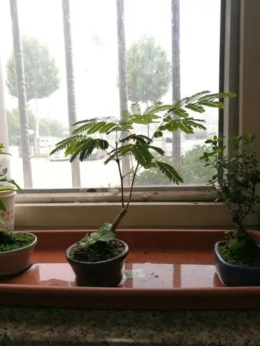 合欢树合欢花绒花树马缨花微型造型小品盆景室内花卉绿植盆栽