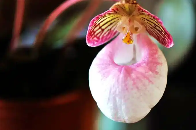 虎斑兜兰的栽培技术以及作用用途